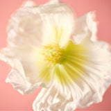 MIDSOMMER Fragrance Nuori