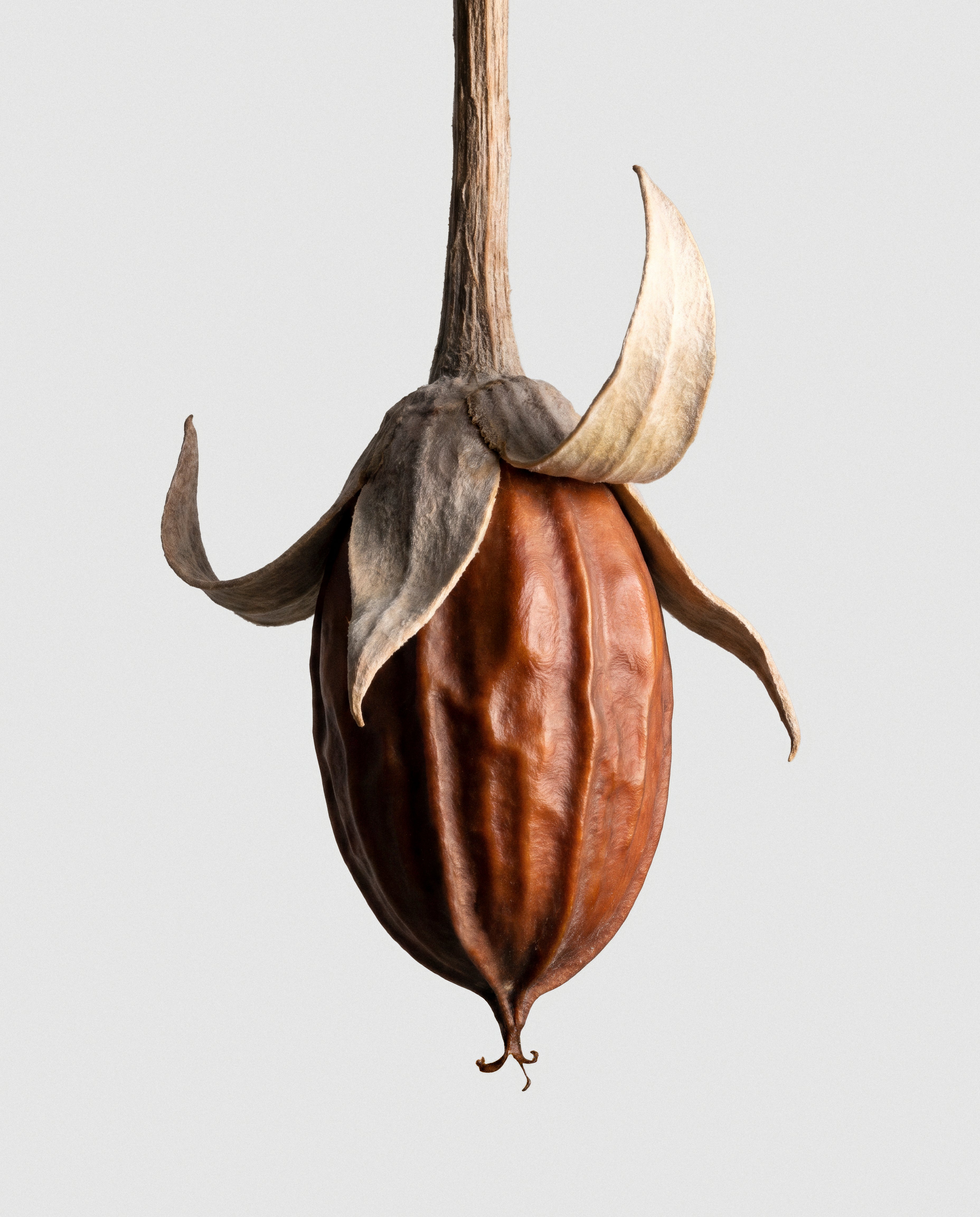 Jojoba Oil