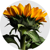 Sunflower Seed Oil